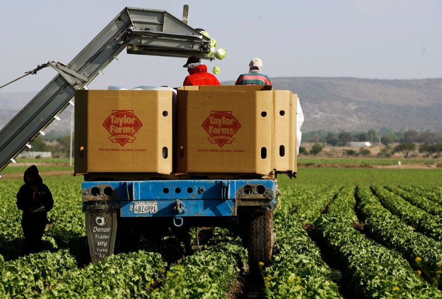 Workers pack lettuces at a Taylor Farms field in Guanajuato, Mexico, in 2008.