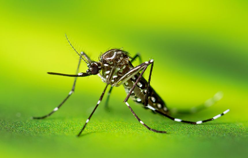 The Aedes aegypti mosquito, also known as the yellow fever mosquito, has a characteristic striped appearance. It can spread several dangerous viruses.