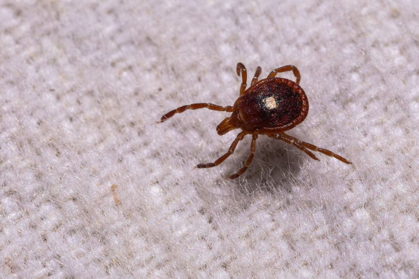 The lone star tick, so-named for the white spot on the back of adult females, can cause alpha-gal syndrome, an allergy to mammalian products such as red meat.