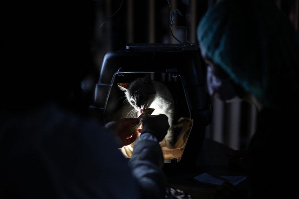 Volunteer veterinary teams continue to care for animals impacted by the earthquakes at temporary facility in of La Guaira, Venezuela on July 8, 2026.