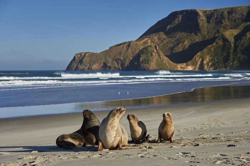 gettyimages-1007231506 A group of juvenile New Zealand sea lions.