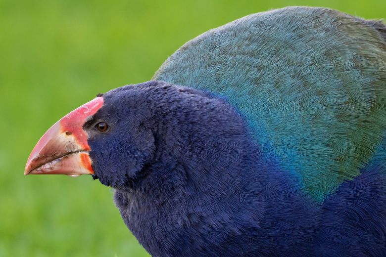 gettyimages-1220490841 A Takahe is seen in Tiritiri Matangi Island, Bird Sanctuary, Auckland, New Zealand.