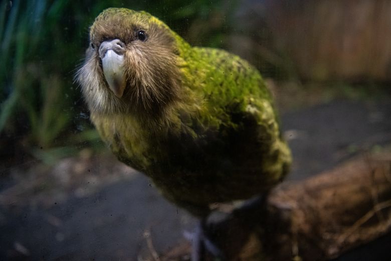 gettyimages-1287134021 The kākāpō is a critically endangered nocturnal, flightless parrot. Sirocco (pictured above) found global fame after appearing in a British documentary
