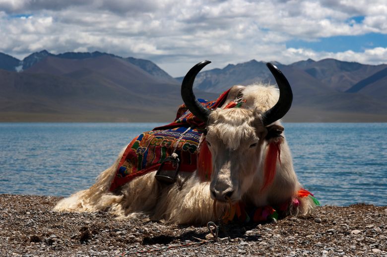 A white yak in Nam Tso Lake (Nam Co) in the Nyainqentanglha mountains of Tibet.