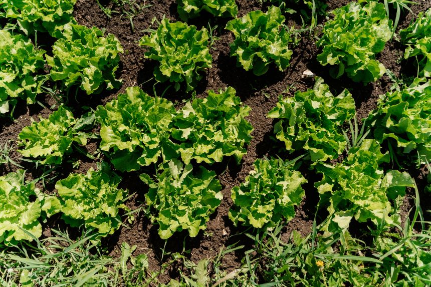Most experts believe that water contaminated with cyclospora is the vehicle that puts the parasite on produce. But it's unclear how that water gets contaminated in the first place.
