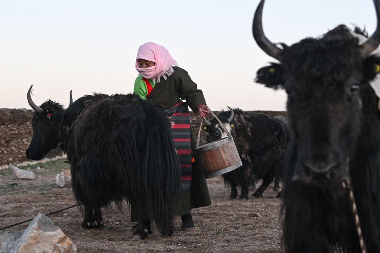 A herder collects yaks' milk at the grasslands along Nam Tso Lake (Nam Co), on June 26, 2025, in Lhasa, Tibet.