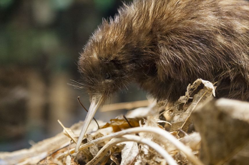 gettyimages-617577042 Close-up of a kiwi, a flightless bird endemic to New Zealand.