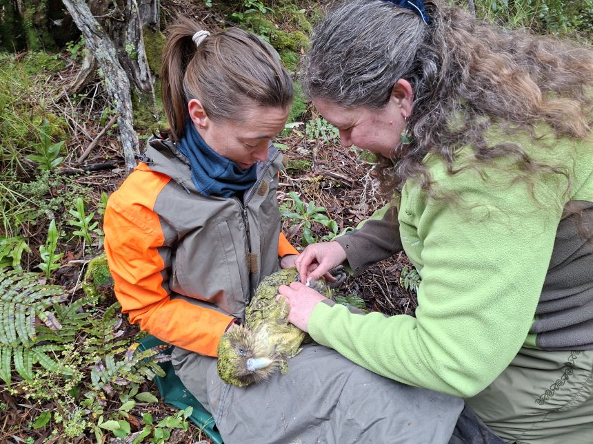 kakapo-4-gulliver-vaccinated-whenua-hou-6-july-2026-credit-theo-thompson-doc Dr Lydia Uddstrom vaccinating kākāpō on Whenua Hou, Codfish Island in New Zealand.