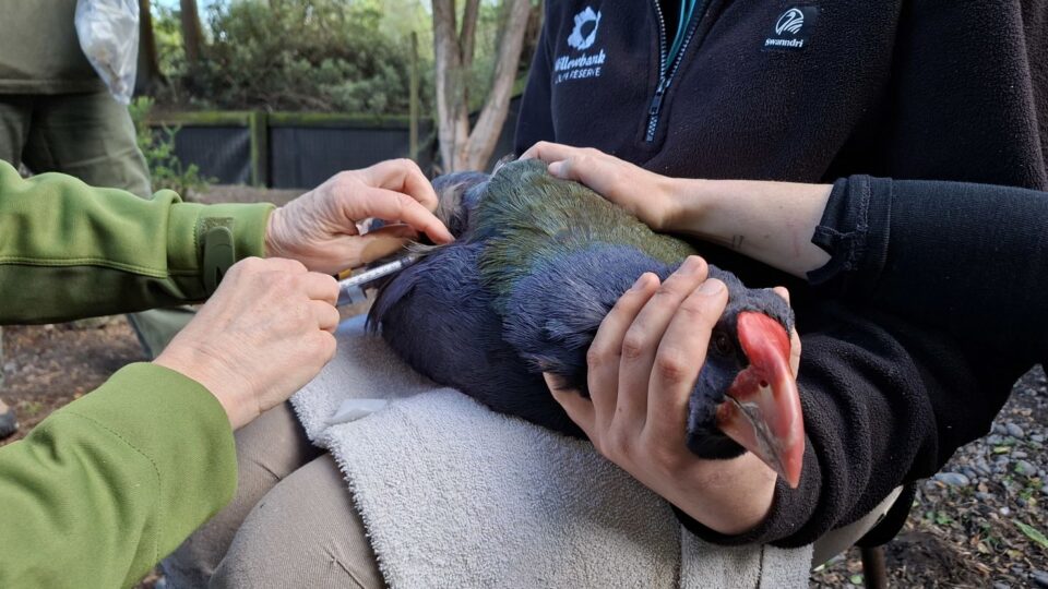 Dr Kate McInnes vaccinating takahē at Willowbank, Christchurch, New Zealand.
