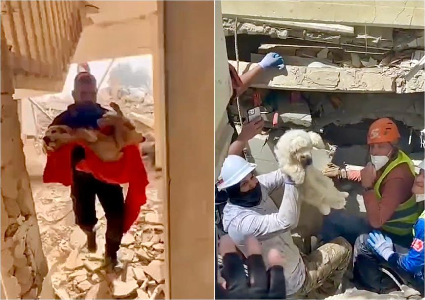 Images of various animal rescues in collapsed structures.