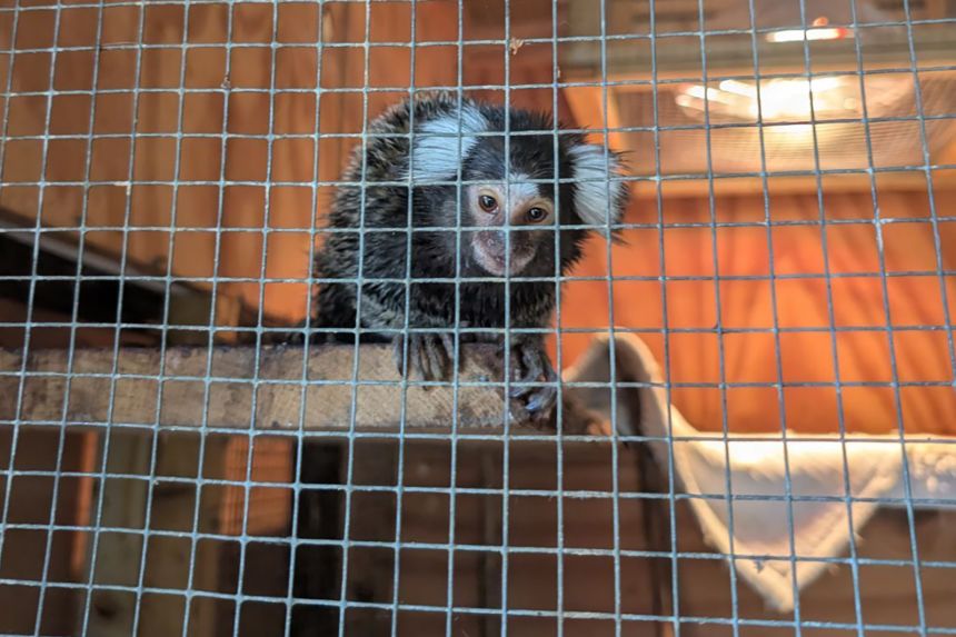 This marmoset, since nicknamed Oyster after London's travel card, was discovered in a cage within a laundry bag on a bus in the city.