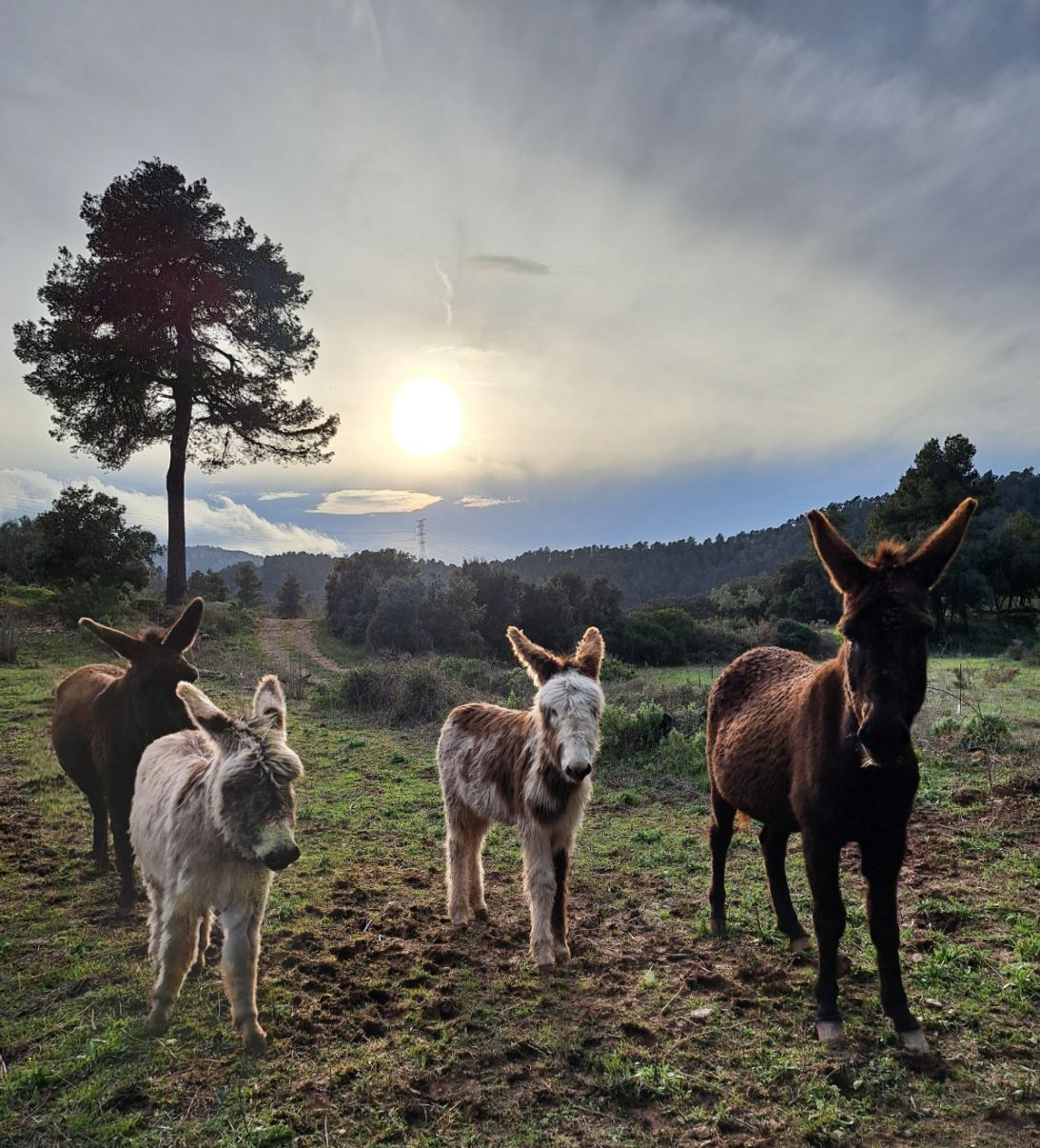 untitled-22 An adult and three foals act as "firefighter donkeys" by grazing the most flammable grasses across the hillside of northeastern Spain, in the autonomous region of Catalonia.