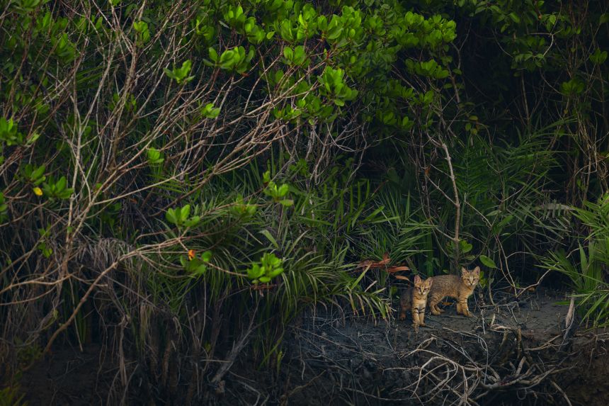 wildlife-mammals-where-the-mangroves-begin-kallol-mukherjee This photo, a winner in the Wildlife category, shows two jungle cat kittens emerge from the dense mangrove forest in the Sundarban Tiger Reserve in India.